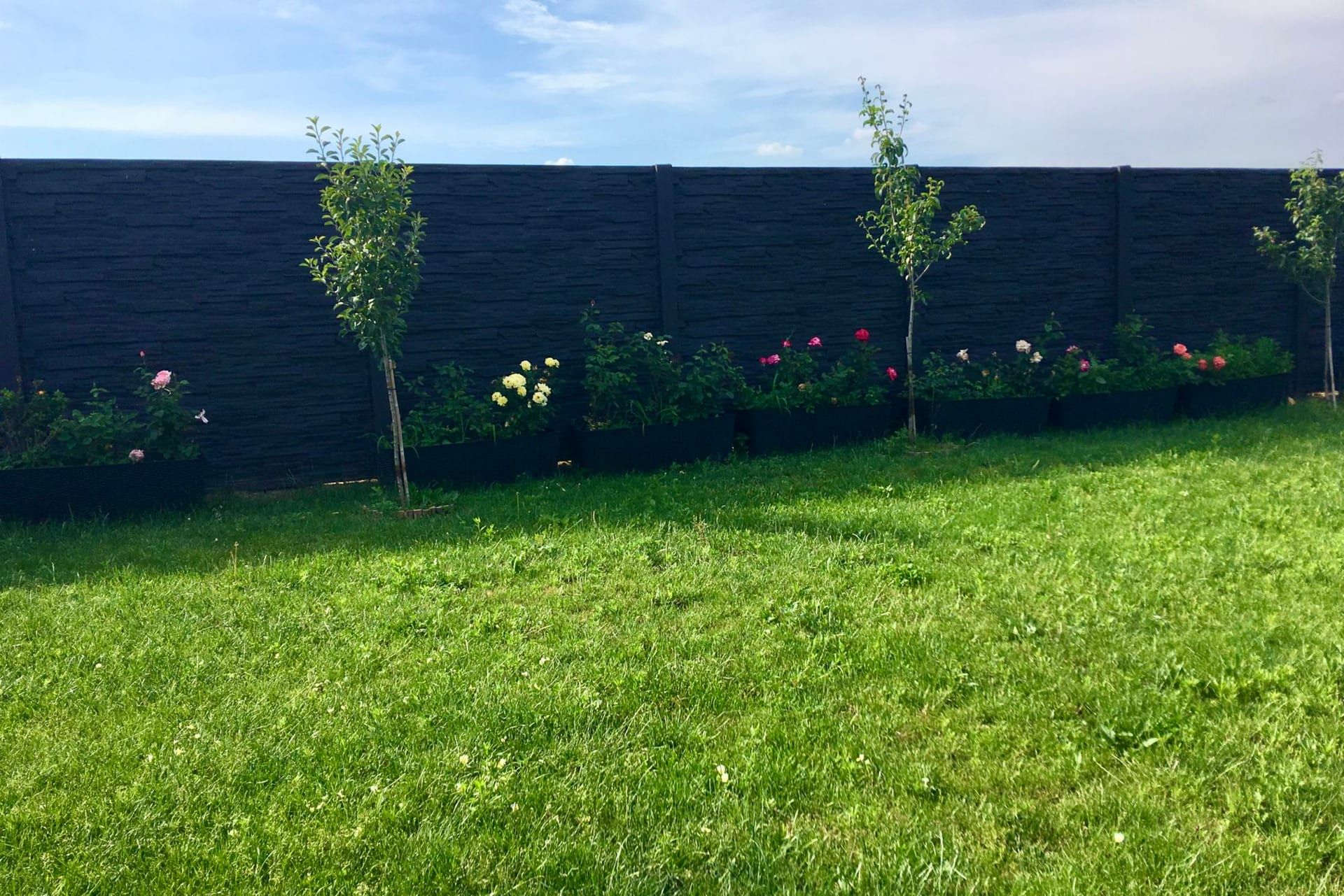 Antracitový betonový plot v zahradě s růžemi — realizace Stavíme ploty